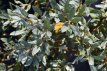 Salix helvetica 50/60 C8 Salix helvetica - Dwergwilg 50-60 C8