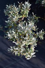 Salix helvetica - Dwergwilg 50-60 C8