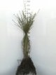 Salix purpurea 25 st. 60/90 BW Salix purpurea (=uralensis) 25 st. 60-90  BW  | BITTERE WILG