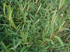 Salix purpurea (=uralensis) 25 st. 60-90  BW  | BITTERE WILG