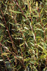 Salix purpurea 'Nana'(=Gracilis) 25 st. 40-60  BW  |   BITTERE WILG