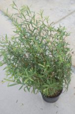 Salix purpurea ‘Nana’(=gracilis) - Wilg 50-60 C