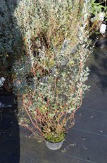 Salix repens 'Nitida' - Wilg 50-60 C