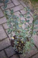 Salix repens- Kruipwilg 50-60 C