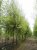 Salix sep. ‘Chrysocoma’ 14/16 HO Mot Salix sepulcralis ‘Chrysocoma’ (= Salix alba ‘Tristis’) 14/16 HO Mot WILG