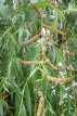 Salix sep. Chrysocoma 12/14 HO Mot Salix sepulcralis ‘Chrysocoma’ (= Salix alba ‘Tristis’) 12/14 HO Mot WILG