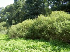Salix triandra 25 st.  60-90  BW  | AMANDELWILG