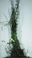 Salix udensis 'sekka'(=setsuka) 25 st. 50/80 | BANDWILG