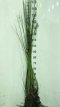 Salix viminalis 25 st. 60/90 BW Salix viminalis 25 st. 60-90  BW  |  TEENWILG - KATWILG