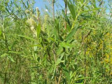 Salix viminalis - Teenwilg/Katwilg 60-80 C2