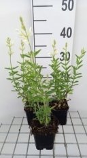 salvia greggii 'Alba' | Struiksalie 70 P9