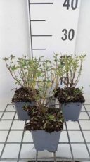 Salvia greggii 'Blue Note' | Struiksalie 70 P9