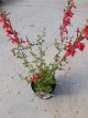 Salvia microphylla 70 P9 Salvia microphylla (=grahamii) | Salie 70 P9