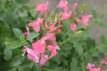 Salvia microphylla ‘Salvinio Pink’ 50 P9 Salvia microphylla 'Salvinio Pink’ | Salie 50 P9