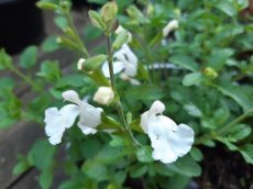 Salvia microphylla ‘Salvinio White’ 50 P9 Salvia microphylla ‘Salvinio White’ | Salie 50 P9