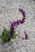 Salvia nemorosa 'Amethyst' Salvia nemorosa 'Amethyst' | Salie 80 P9