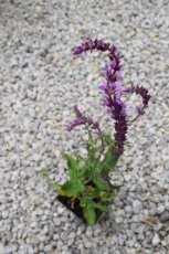 Salvia nemorosa 'Amethyst' | Salie 80 P9