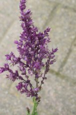 Salvia nemorosa 'Schwellenburg' | Salie 60 P9