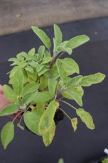 Salvia officinalis ‘Berggarten’ | Breedbladige salie 40 P9