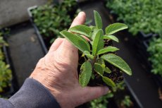 Salvia officinalis | Salie 60 P9