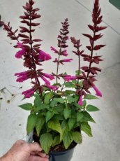 Salvia salgoon 'Lake Garda' | Salie 45 C2