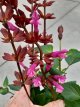 Salvia salgoon 'Strawberry Lake' 45 C2 Salvia salgoon 'Strawberry Lake' | Salie 45 C2