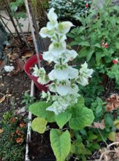 Salvia sclarea 'Vatican White' | Scharlei-Muskaatsalie 100 P9