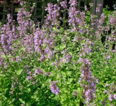 Salvia verticillata | Kranssalie 50 P9