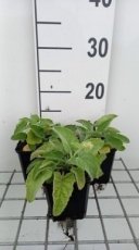 Salvia verticulata 'Alba' | Kranssalie 40 P9