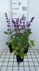 Salvia verticulata 'Endless Love'® | Kranssalie 50 P9