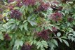 Sambucus nigra 25 st. 60/90 BW Sambucus nigra 25 st. 60-90  BW  |  VLIER