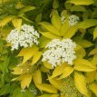 Sambucus nigra 'Aurea' 30/40 C Sambucus nigra 'Aurea' - Vlier 30-40 C