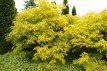 Sambucus nigra 'Aurea' 30/40 C Sambucus nigra 'Aurea' - Vlier 30-40 C