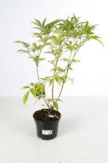 Sambucus nigra 'Aurea' - Vlier 30-40 C