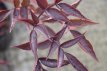 Sambucus nigra 'Black Beauty'® 30/40 C Sambucus nigra 'Black Beauty'® (‘Gerda’) - Vlier 30-40 C