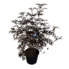 Sambucus nigra 'Black Lace'® 80/100 C12 Sambucus nigra 'Black Lace'® (‘Eva’) - Vlier 80-100 C12