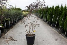 Sambucus nigra Black Lace® 125/150 C30 Sambucus nigra Black Lace® (‘Eva’) - Vlier 125-150 C30