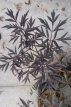 Sambucus nigra 'Black Lace'® 30/40 C Sambucus nigra 'Black Lace'® (‘Eva’) - Vlier 30-40 C