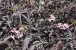 Sambucus nigra 'Black Lace'® 30/40 C Sambucus nigra 'Black Lace'® (‘Eva’) - Vlier 30-40 C