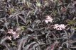 Sambucus nigra Black Lace® 60/80 C10 Sambucus nigra Black Lace® (‘Eva’) - Vlier 60-80  C10