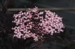 Sambucus nigra Black Lace® 60/80 C10 Sambucus nigra Black Lace® (‘Eva’) - Vlier 60-80  C10