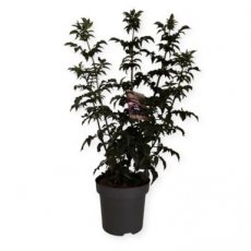 Sambucus nigra 'Black Tower'® 125/150 C20 Sambucus nigra 'Black Tower'® ('Eifel1') - Vlier 125-150 C20