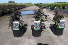 Sambucus nigra 'Black Tower'® ('Eifel1') - Vlier 30-40 C