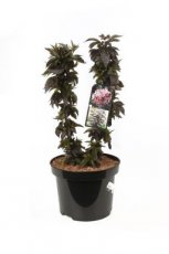 Sambucus nigra 'Black Tower'® 50/60 C8 nigra 'Black Tower'® ('Eifel1') - Vlier 50-60 C8