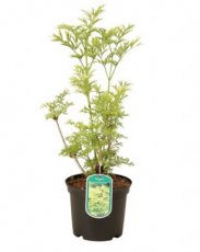 Sambucus nigra 'Golden Tower'® - Vlier 20-30 C3