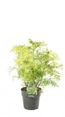 Sambucus nigra 'Golden Tower'®  60/80 C10 Sambucus nigra 'Golden Tower'® - Vlier 60-80 C10