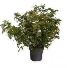 Sambucus nigra 'Golden Tower'®  80/100 C12 Sambucus nigra 'Golden Tower'® - Vlier 80-100 C12