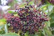 Sambucus nigra 'Haschberg' 25/30 C2 Sambucus nigra 'Haschberg' - Vlier 25-30 C2