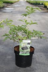 Sambucus nigra 'Haschberg' - Vlier 25-30 C2