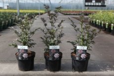 Sambucus nigra 'Lace Up'® - Vlier 30-40 C4